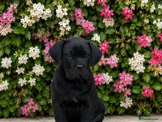 Cane Corso dogs *Ready Now* Champion Bloodline Cane Corso’s - Advert 7