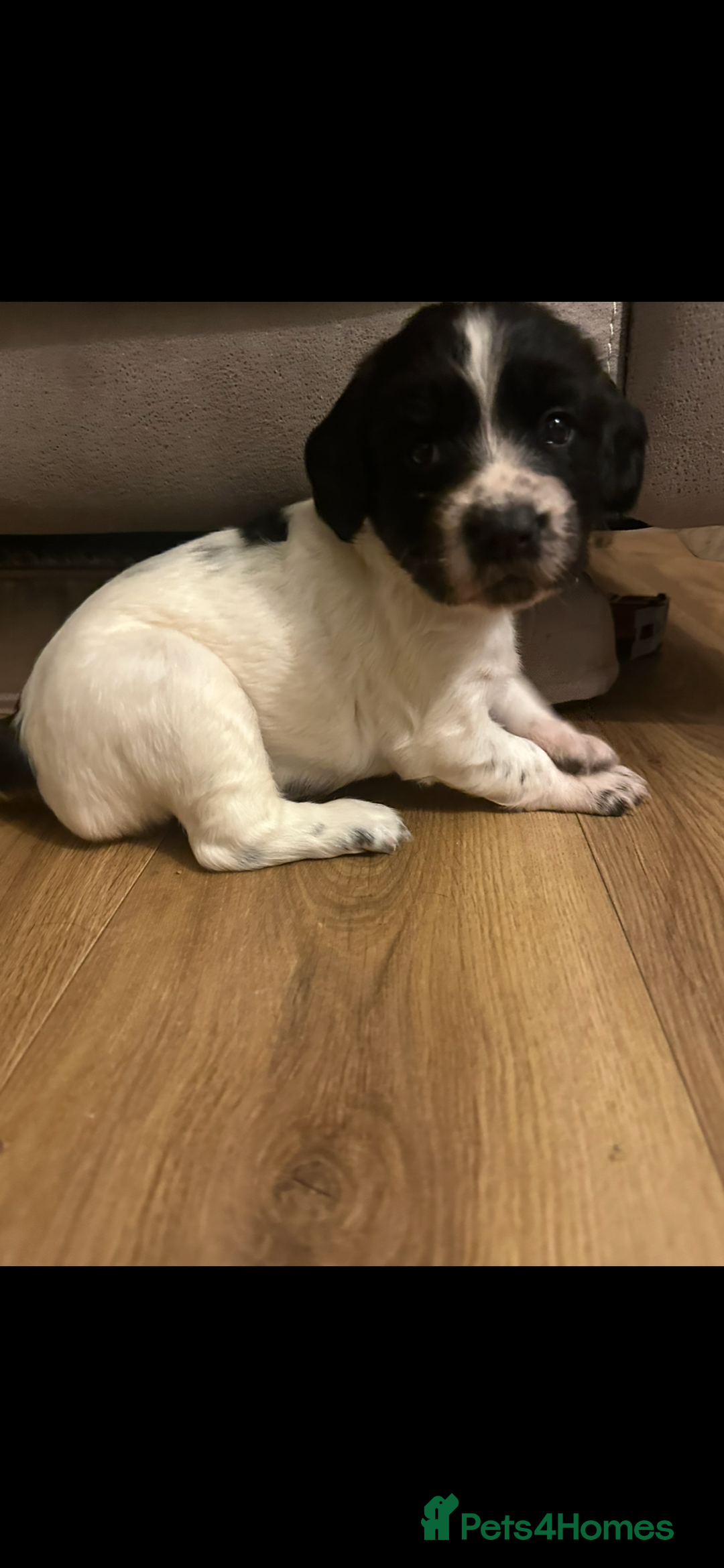 English Springer Spaniel dogs for sale: Springer spaniel puppies  - Advert 6