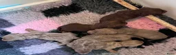 Miniature Dachshund dogs for sale: Four Beautiful Miniature Dachshund Puppies - Advert 19
