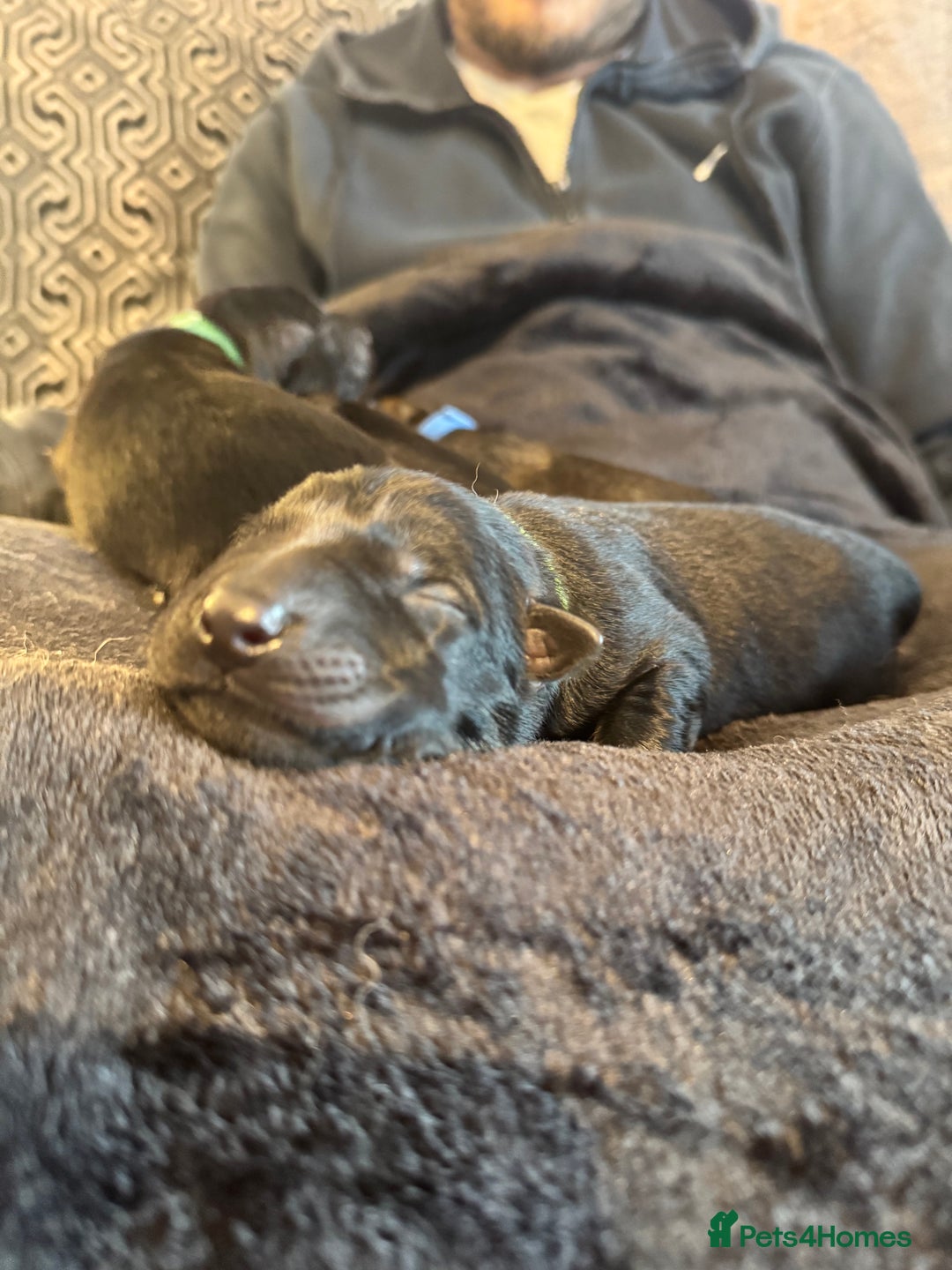 German Shepherd dogs for sale: 🧬Working Line German Shepherds, Full HealthTested - Advert 26