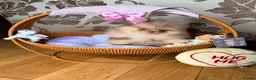 Pomeranian dogs for sale: Chocolate Merle Boy - Advert 31