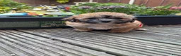 Yochon dogs for sale: Beautiful puppies looking for loving homes - Advert 4