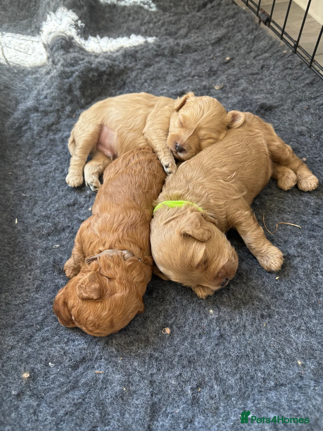 Cavapoo dogs for sale: 3 toy Cavapoos  - Advert 2