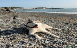 Siberian Husky dogs for stud: Siberian Husky (Bim) for stud. - Image 7