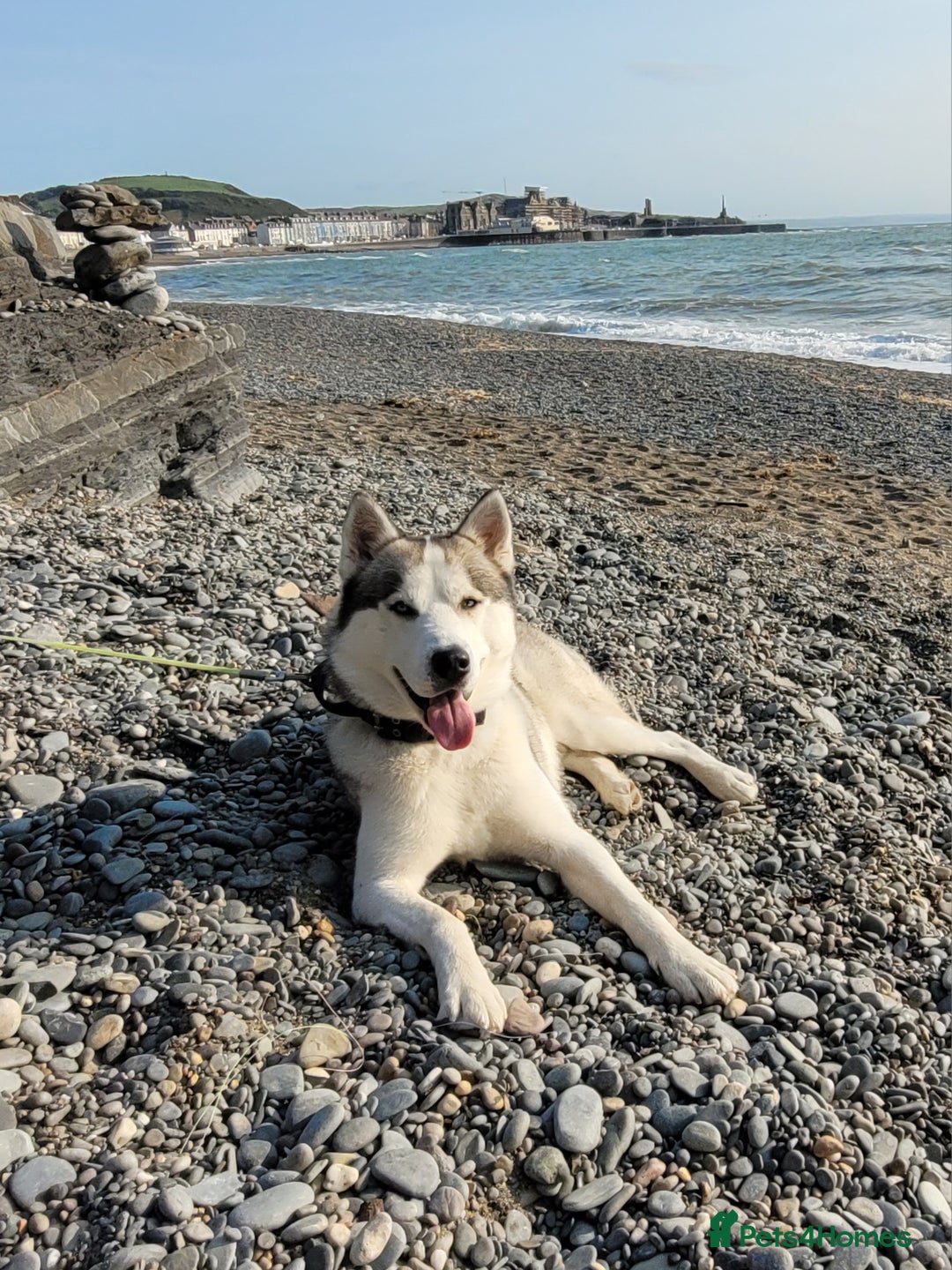 Siberian Husky dogs for stud: Siberian Husky (Bim) for stud. - Image 7