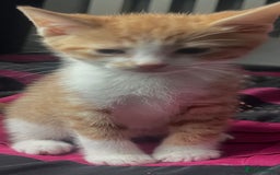 Mixed Breed cats for sale: Beautiful kittens ready for new loving homes  - Image 4
