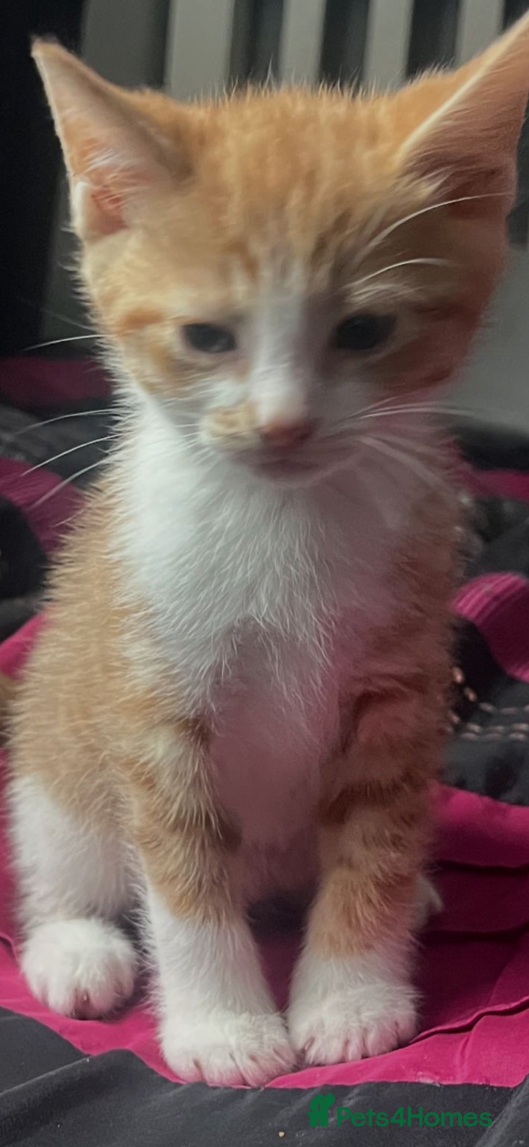 Mixed Breed cats for sale: Beautiful kittens ready for new loving homes  - Image 4