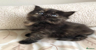Siberian cats - Advert 2