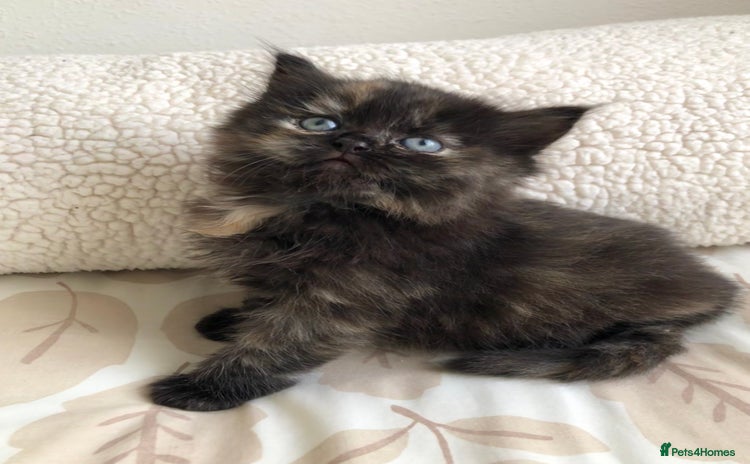 Siberian cats - Advert 1
