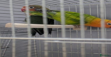 Lovebirds birds - Advert 5