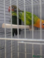 Lovebirds birds - Advert 1