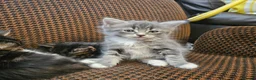 Mixed Breed cats for sale: Mixed bread long hair kittens - Advert 5