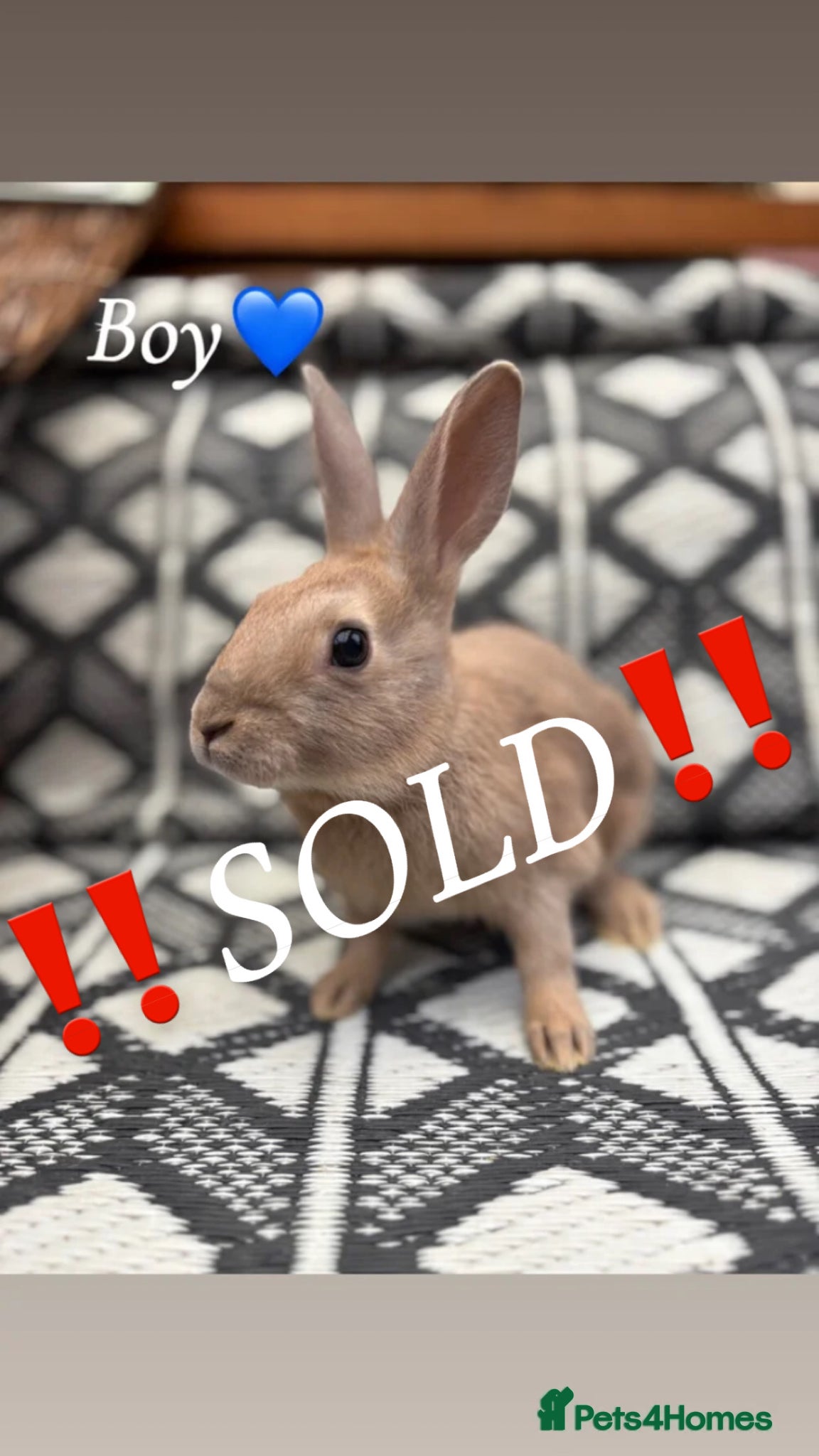 Mixed Breed rabbits Belgian hare x 3/4 Belgian hare (gorgeous babies)  - Advert 2