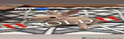 Mixed Breed rabbits for sale: Belgian hare x 3/4 Belgian hare (gorgeous babies)  - Advert 6