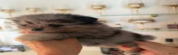 Pomeranian dogs for sale: Beautiful Pomeranian Puppies - Advert 7