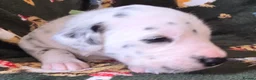 Mixed Breed dogs for sale: Dalmatian x Labrador puppies in Grimsby - Advert 24