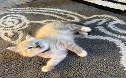 Ragdoll cats for sale: Ragdoll kittens - Image 1