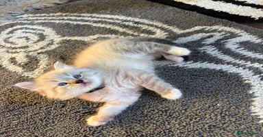 Ragdoll cats - Advert 8