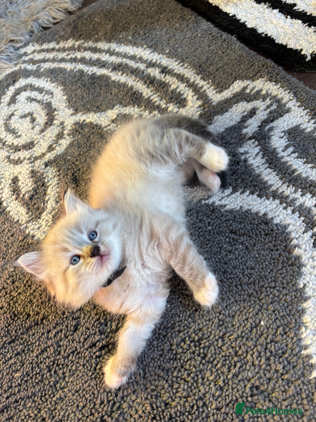 Ragdoll cats for sale: Ragdoll kittens - Image 1