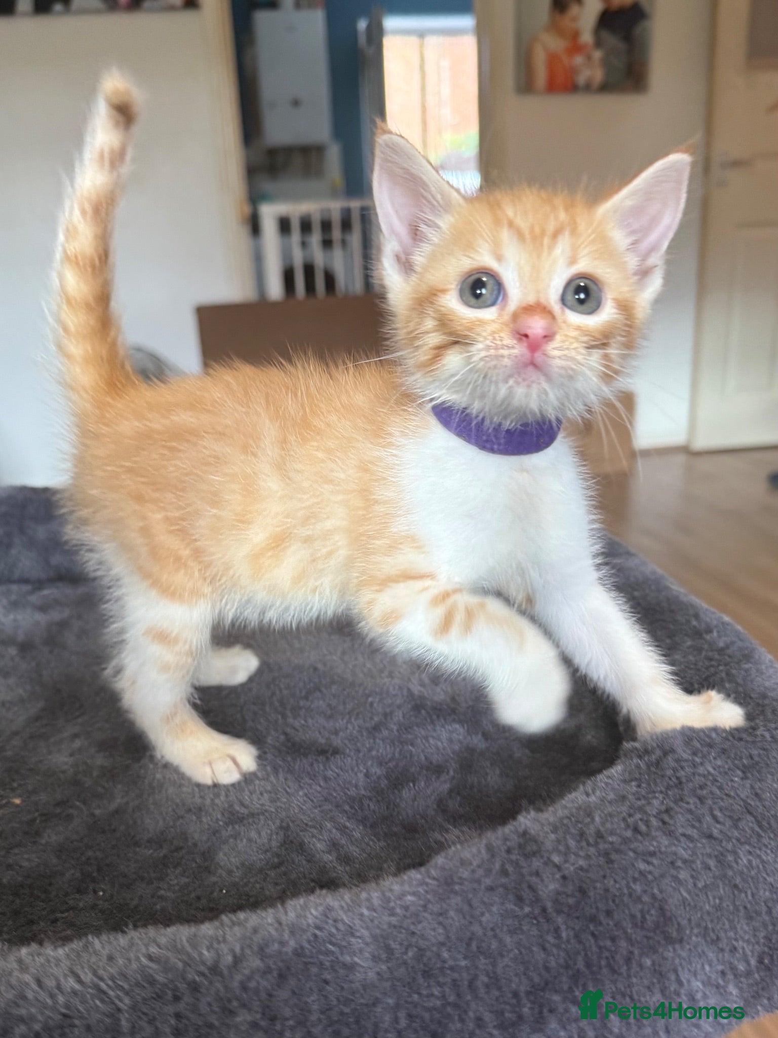 Mixed Breed cats 3 beautiful ginger kittens  - Advert 2