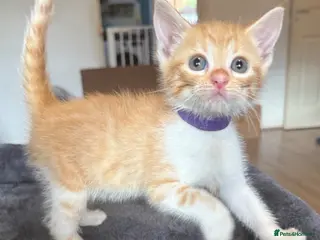 Mixed Breed cats 3 beautiful ginger kittens - Advert 2
