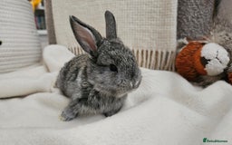 Mini Lop rabbits for sale: Adorable Baby Minilops Mixed - Image 11