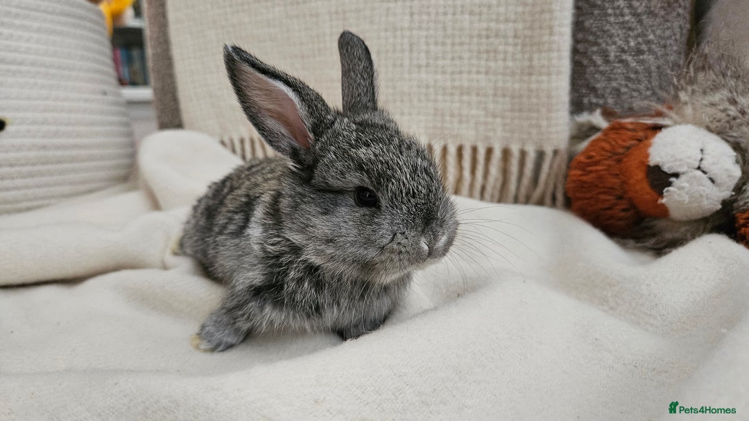 Mini Lop rabbits for sale: Adorable Baby Minilops Mixed - Image 11