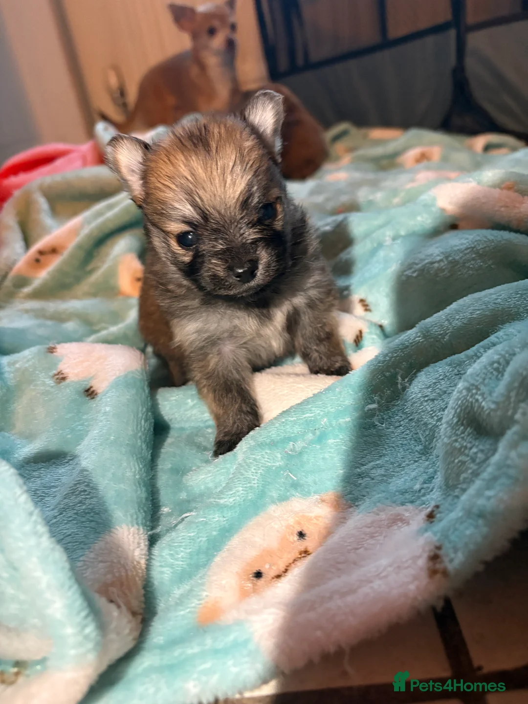 Pomchi dogs for sale: 4 Beautiful pomchis 🐶🐾 - Advert 14