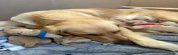 Golden Retriever dogs for sale: Beautiful KC Registered Golden Retriever Puppies. in Fordingbridge - Advert 6