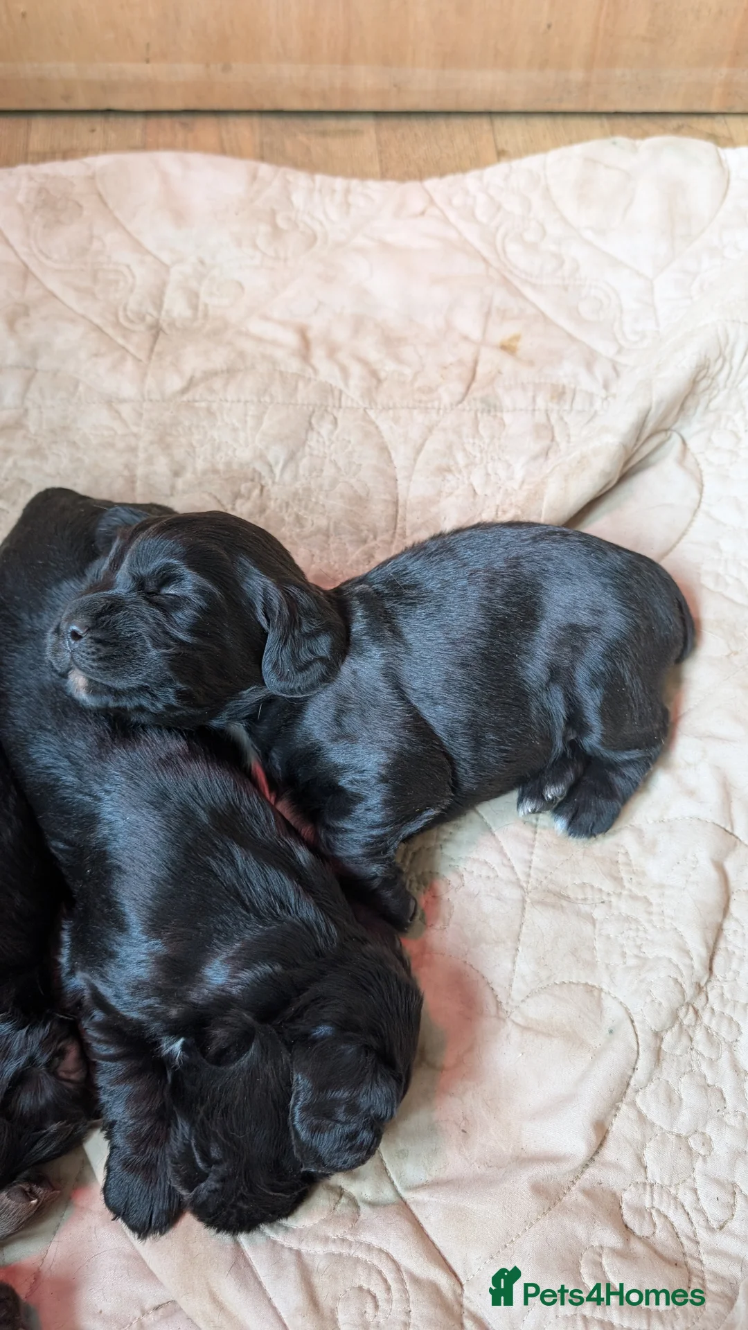 Cocker Spaniel dogs for sale: Working cocker spaniel puppies  in Market Harborough - Advert 4