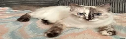 Ragdoll cats for sale: Beautiful ragdolls  - Advert 5