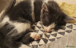 American Wirehair cats for sale: 4 kittens for Sale - Image 2