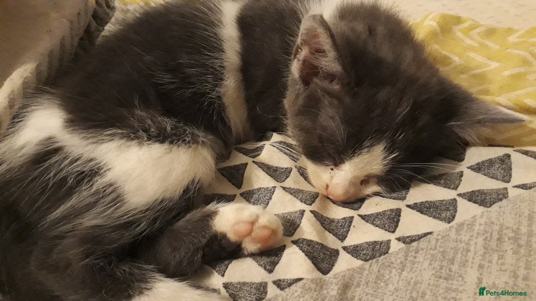 American Wirehair cats for sale: 4 kittens for Sale - Image 2