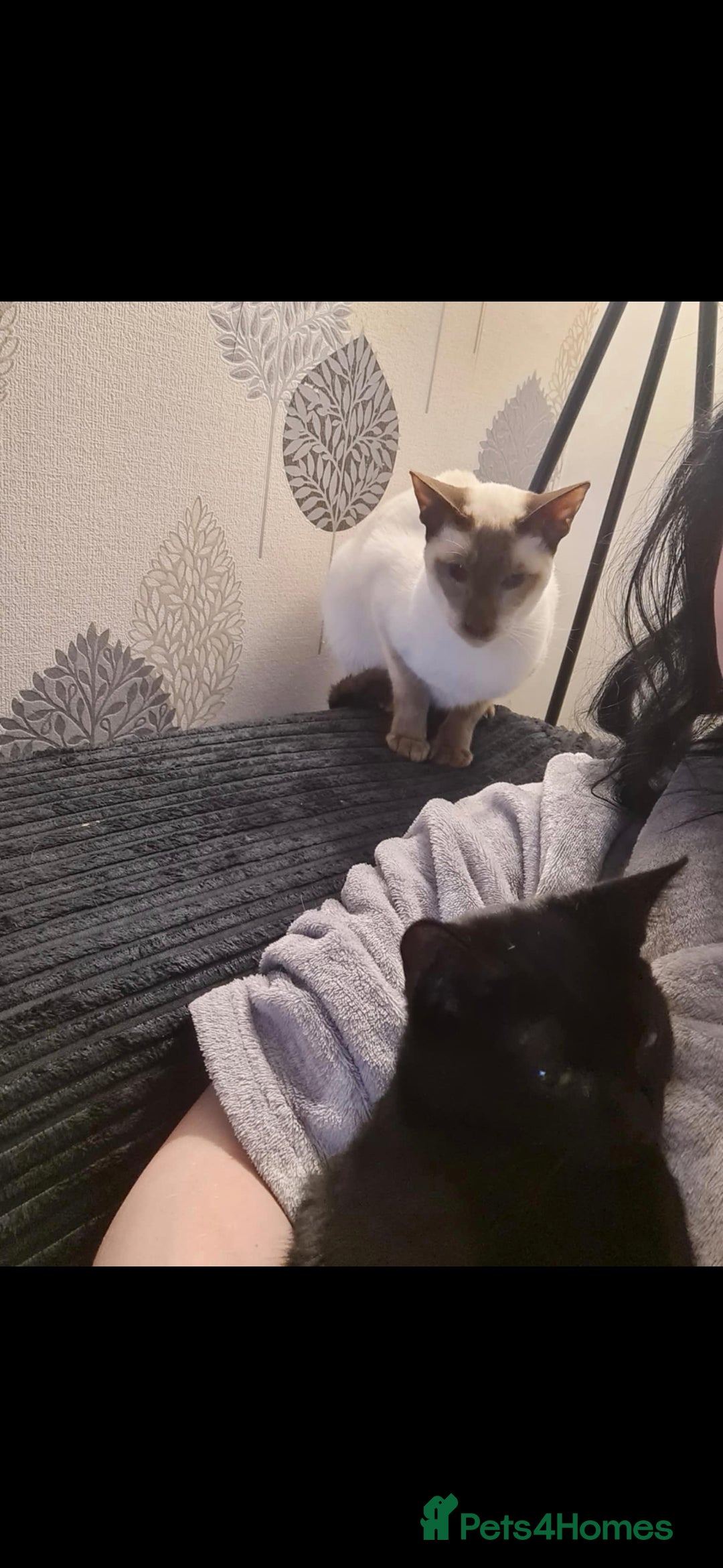 Siamese cats for sale: 3 x 2 y/o siamese males - Image 11