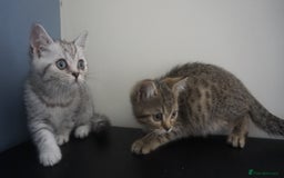 British Shorthair cats for sale: STUNNING British Shorthair Kittens Silver Tabbies - Image 20