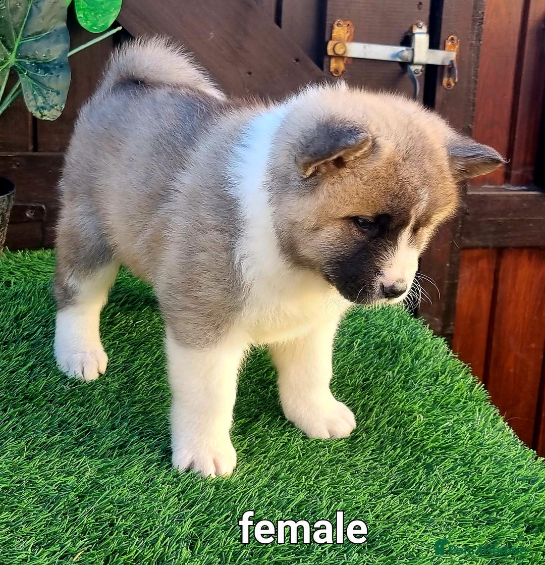 Akita dogs for sale: Akita pups  in Sunderland - Advert 7