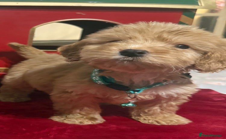 Cockapoo dogs cockapoo puppies ready now  - Advert 6