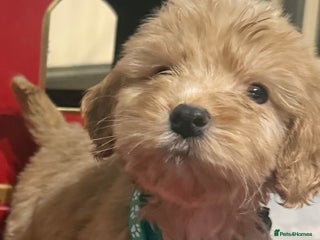 Cockapoo dogs cockapoo puppies ready now - Advert 10