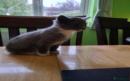 Mixed Breed cats for sale: 2 Male 8 week old kittens  - Image 1