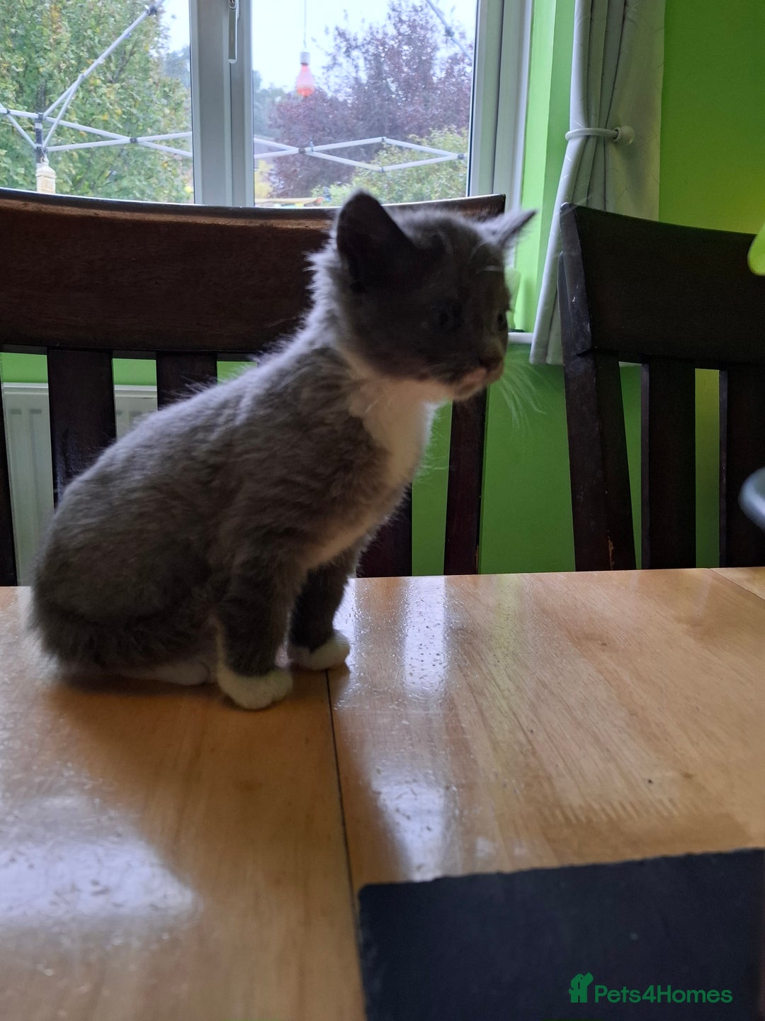 Mixed Breed cats for sale: 2 Male 8 week old kittens  - Image 1