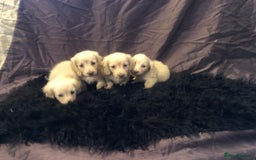 Miniature Dachshund dogs for sale: English Cream miniature dachshund  - Advert 6