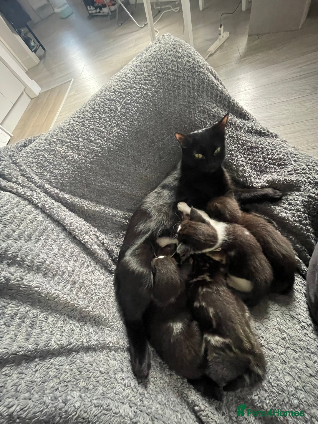 Mixed Breed cats for sale: 4 Lovely kittens  - Image 10