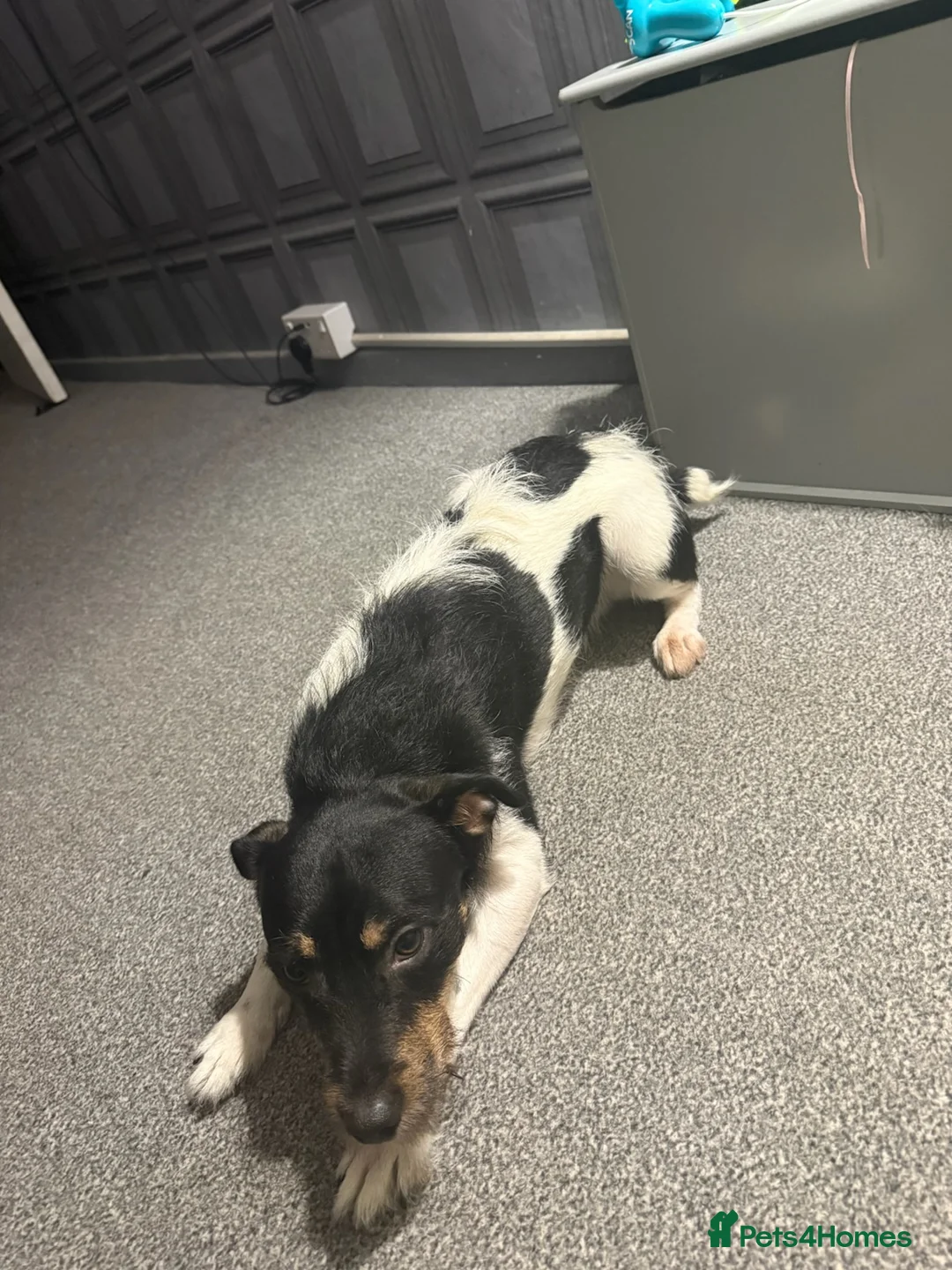 Jack Russell dogs for stud: Boy Jack Russel for stud  in Batley - Advert 2