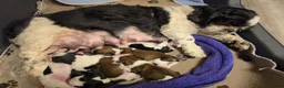Shih Tzu dogs for sale: LOVELY CUTE SHIH TZU PUPPIES - Advert 20