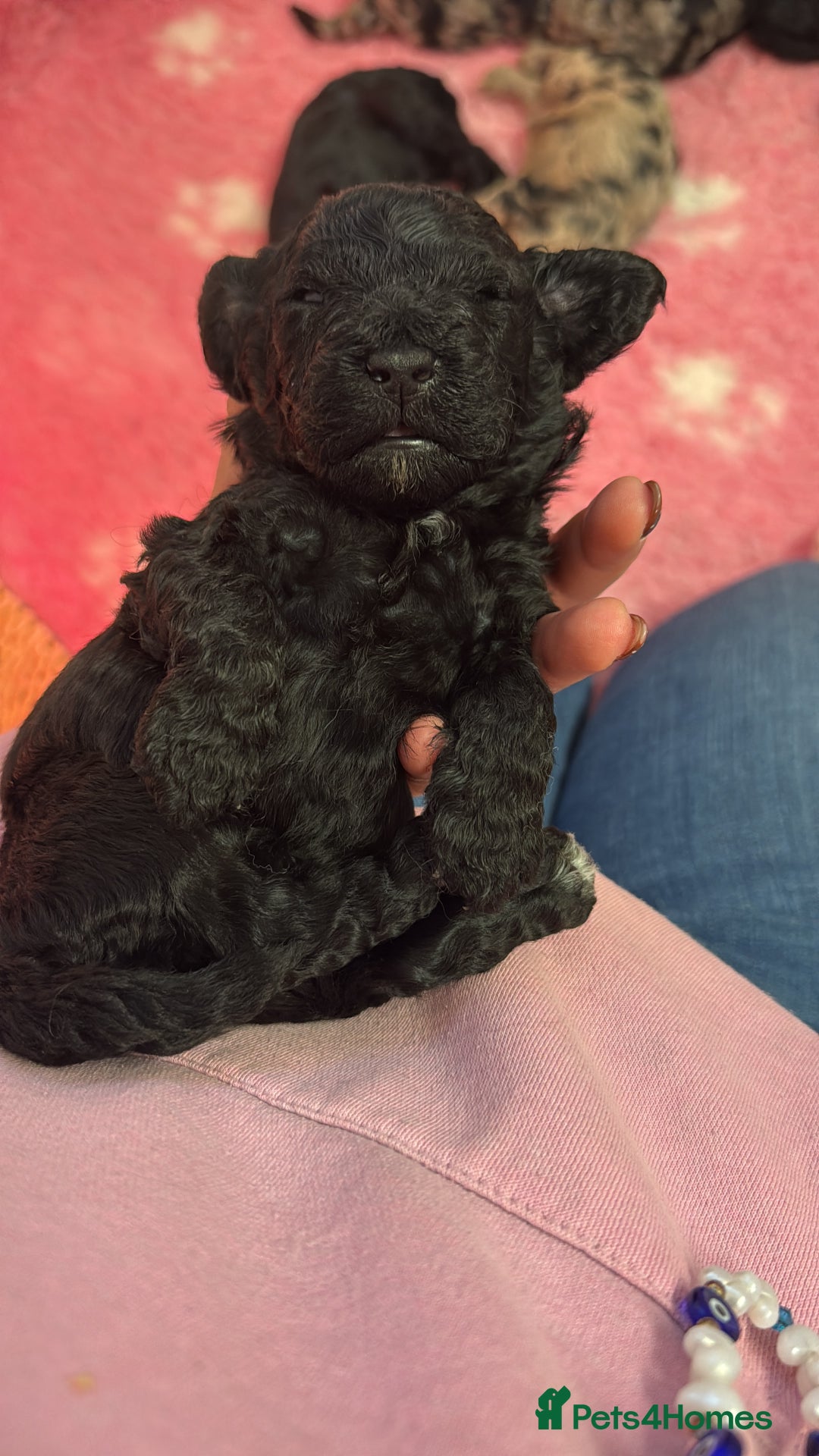 Sproodle dogs for sale: F2b Sproodle Puppies 2 boys and 1 girl remaining - Advert 11