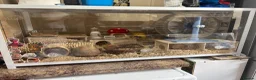 Hamster rodents for sale: Hamster and full set up for sale  in Warrington - Advert 11