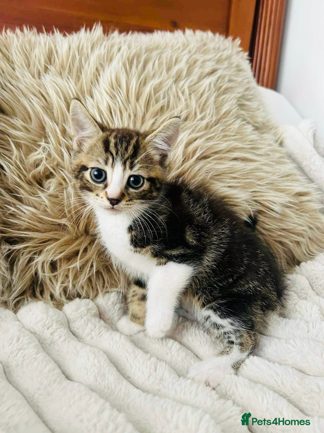 Mixed Breed cats for sale: Beautiful Kittens For Sale  - Image 20