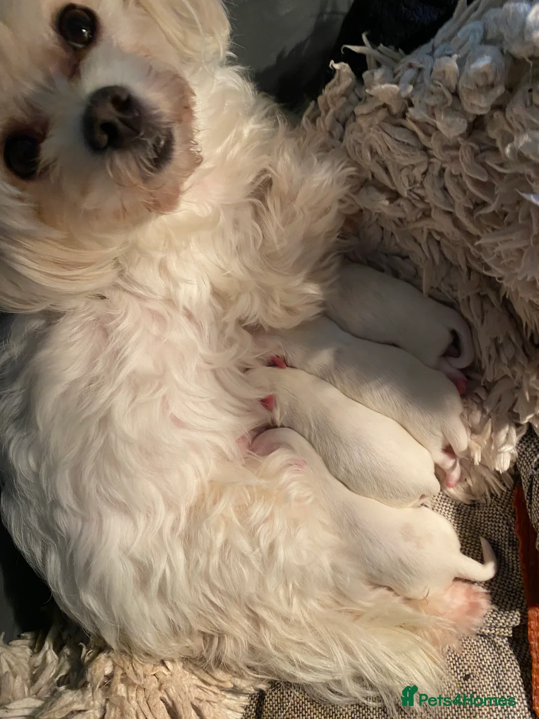 Maltese dogs for sale: ADORABLE MALTESE PUPPY - BOY - Advert 2