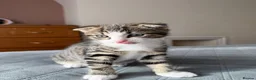 Mixed Breed cats for sale: Beautiful male kitten with folded ears in London - Advert 2
