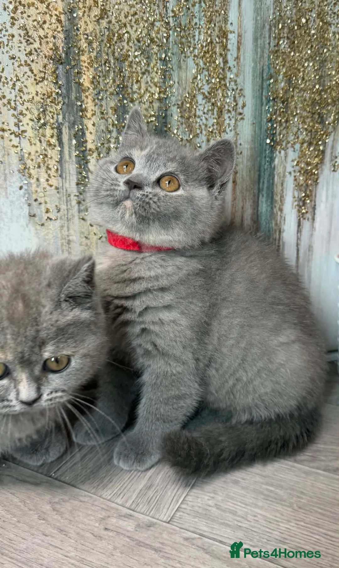 British Shorthair cats for sale: TORTIE BSH TICA GIRL KITTENS  - Advert 2